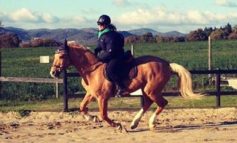 Da Corciano a Parigi al trotto, le insegne della Scuderia dell'Unicorno al Prix d'Amerique