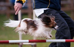 agility dog