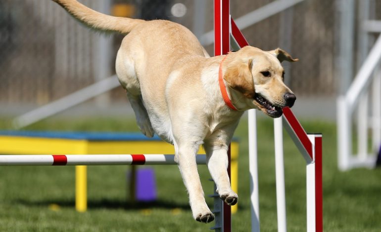 Agility dog, a San Mariano cani e padroni all’aria aperta nel weekend