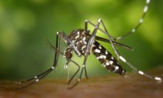 Misure preventive anti-zanzare, anche a Corciano arriva l'ordinanza