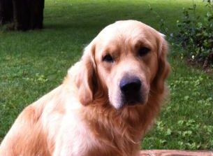 Trovato morto il cane scomparso, probabilmente avvelenato con una polpetta