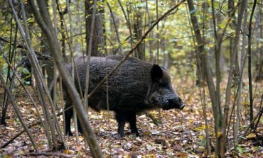 Il 5 ottobre si apre la caccia al cinghiale, la USL attiva un piano di controllo sanitario 