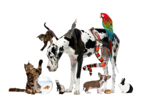 animali