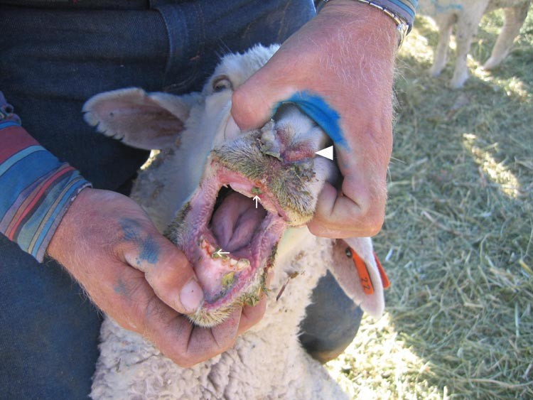 blue tongue Lingua blu: approvata in Commissione la proposta per gli indennizzi