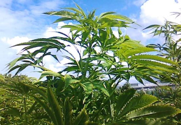 Scoperte a Corciano dalla Polizia Provinciale tre piante di Cannabis, denunciati due giovani