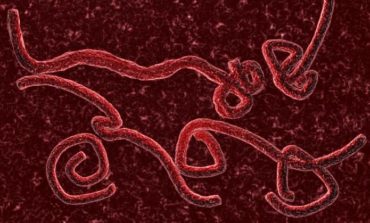 Ebola, stop alle donazioni di sangue per chi rientra da paesi a rischio