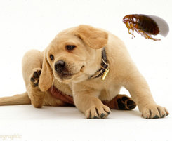 Yellow Labrador Retriever puppy scratching his ear, 8 weeks old