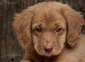 Weekend a quattro zampe, tutti gli appuntamenti del Quasar Dog