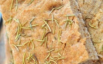 Focaccia integrale sale grosso e rosmarino