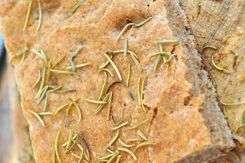 Focaccia integrale sale grosso e rosmarino