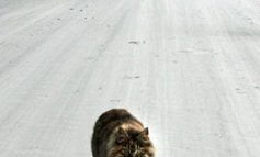 Gatto investito: cosa fare e chi contattare