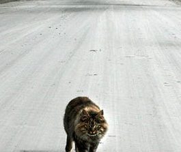 Gatto investito: cosa fare e chi contattare