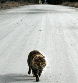 Gatto investito: cosa fare e chi contattare 