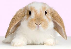 Coniglio domestico: i segreti per farlo vivere bene