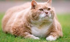 Il mio gatto è obeso?
