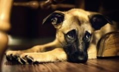 Cosa dobbiamo sapere sull'epilessia del cane
