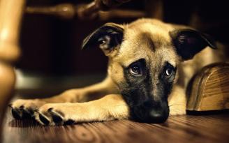 Cosa dobbiamo sapere sull’epilessia del cane
