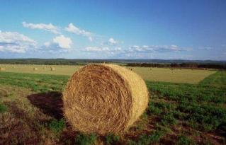 agricoltura photo IMU sui terreni agricoli, l’assessore Baldelli: “Segnale di buon senso”