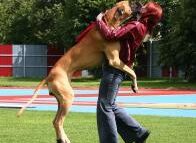 Come insegnare al proprio cane a non saltare addosso