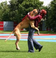 Come insegnare al proprio cane a non saltare addosso