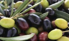 Olive come diamanti, boom di furti. Gli agricoltori le mettono sotto scorta