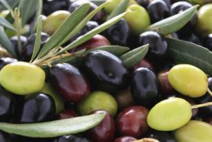 olive photo Olive come diamanti, boom di furti. Gli agricoltori le mettono sotto scorta