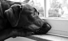 Il vostro cane soffre di ansia da separazione? Piccoli suggerimenti