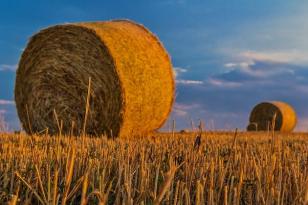 agricoltura grano Imu agricola, Corciano sarà esente. L'assessore Baldelli: