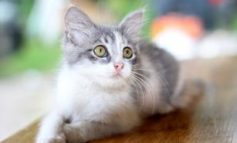 La cistite nel gatto: prevenirla, capirne i sintomi ed intervenire