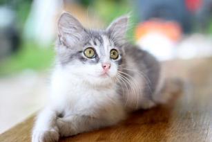 La cistite nel gatto: prevenirla, capirne i sintomi ed intervenire