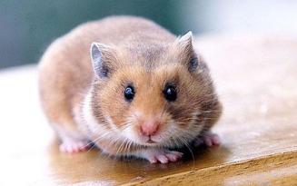 Come prendersi cura del criceto