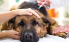 La Parvovirosi nel cane