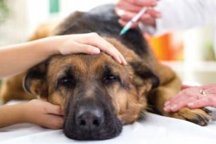 La Parvovirosi nel cane 
