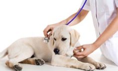 Come cambia la vostra cagnolina dopo la sterilizzazione?