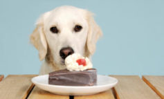 Il vostro cane ha problemi di "zuccheri"? Il diabete nel cane