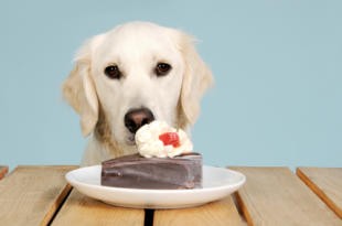 Il vostro cane ha problemi di “zuccheri”? Il diabete nel cane