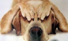Chi ha paura del veterinario? Piccoli consigli per far visitare senza problemi i nostri amici