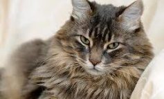 Il mio gatto è cambiato: ipertiroidismo una patologia comune