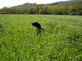 Attenzione arrivano i forasacco 1