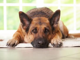 Filariosi cardiopolmonare nel cane: una malattia potenzialmente letale 