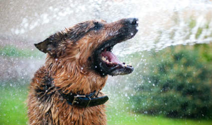Il colpo di calore nel cane: una distrazione letale!