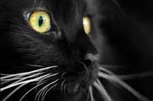 Il gatto e le sue leggende: 9 miti da sfatare
