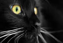 Il gatto e le sue leggende: 9 miti da sfatare 