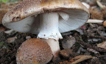 Rischio raccolta funghi spontanei: la Usl raccomanda il controllo presso gli ispettorati micologici