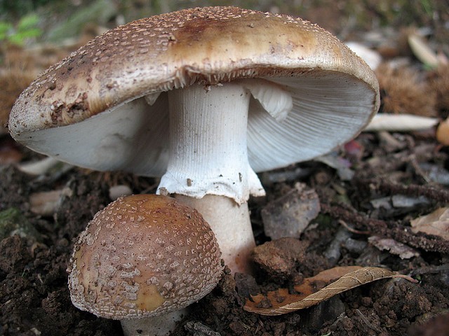 Rischio raccolta funghi spontanei: la Usl raccomanda il controllo presso gli ispettorati micologici 