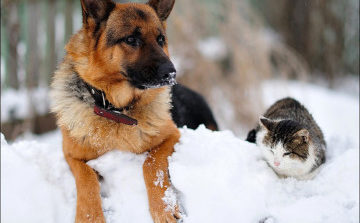 Arriva il freddo: 8 consigli per proteggere i nostri animali