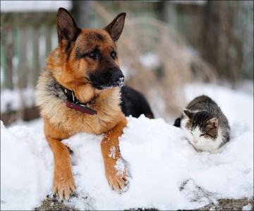 Arriva il freddo: 8 consigli per proteggere i nostri animali 