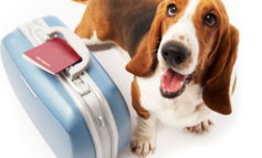 Viaggi con animali? Anche i cani e i gatti hanno bisogno del passaporto