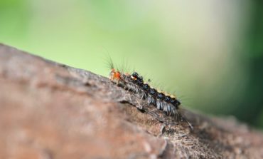 Pesticidi, le preoccupazioni dei cittadini con il M5S arrivano in commissione consiliare