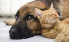 Uva e uvetta sono tossiche per cani e gatti: fate attenzione al panettone durante le feste